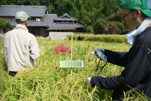 兵庫県三木市吉川町は、「山田錦」発祥の地