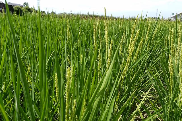 平成24年からは米の一部を自社栽培