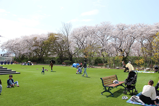 高田川に沿って樹齢50年を超える桜が咲き誇ります