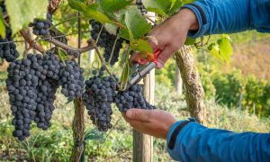日本ワインはどんなブドウから造られている？ ～ワインの味の違いのもと、ブドウの話⑤～