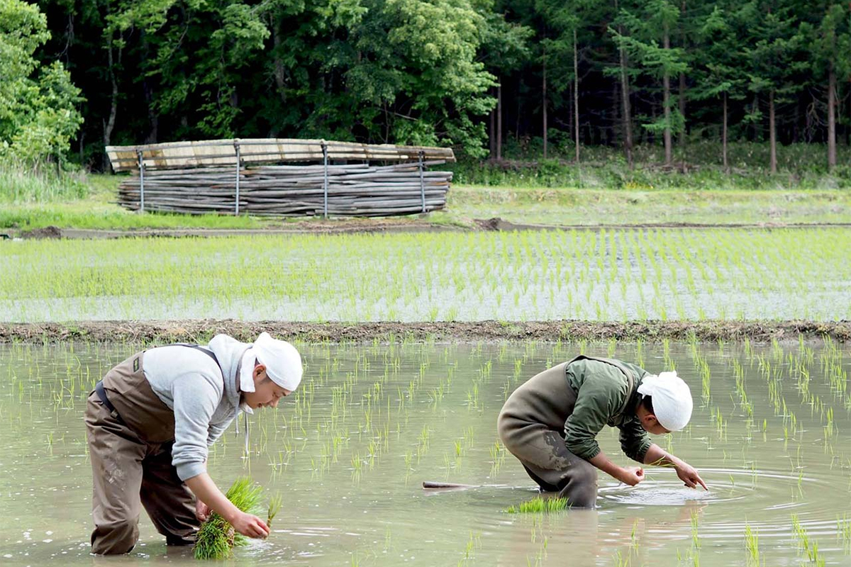 2002年に久しく絶えていた在来米「遠野一号」を復活