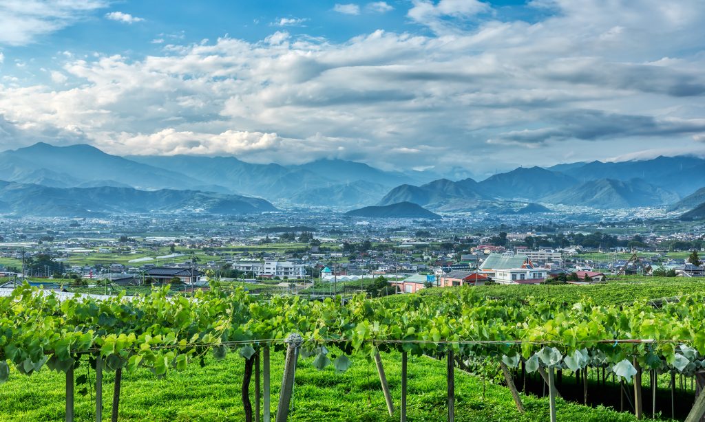 日本ワイン発祥の地、”山梨県”のワインとは？