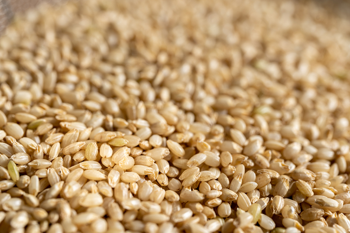 信濃大町産『美山錦』の中でも上質で大粒の玄米だけを振るい出し39%まで磨いた米