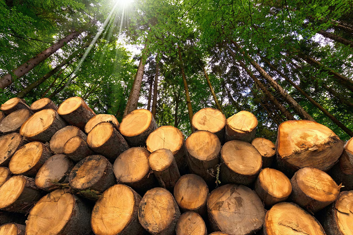 間伐材や端材の活用で林業や木産業を盛り上げる